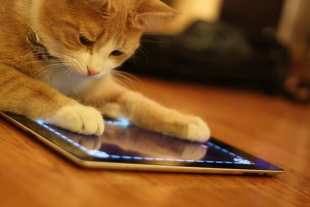 Apps for cats. It’s true. ‣ MyFixitUpLife
