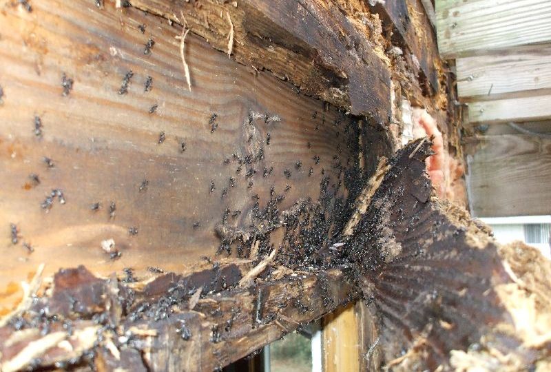 How do you get rid of termites? Think like a bug ‣ MyFixitUpLife