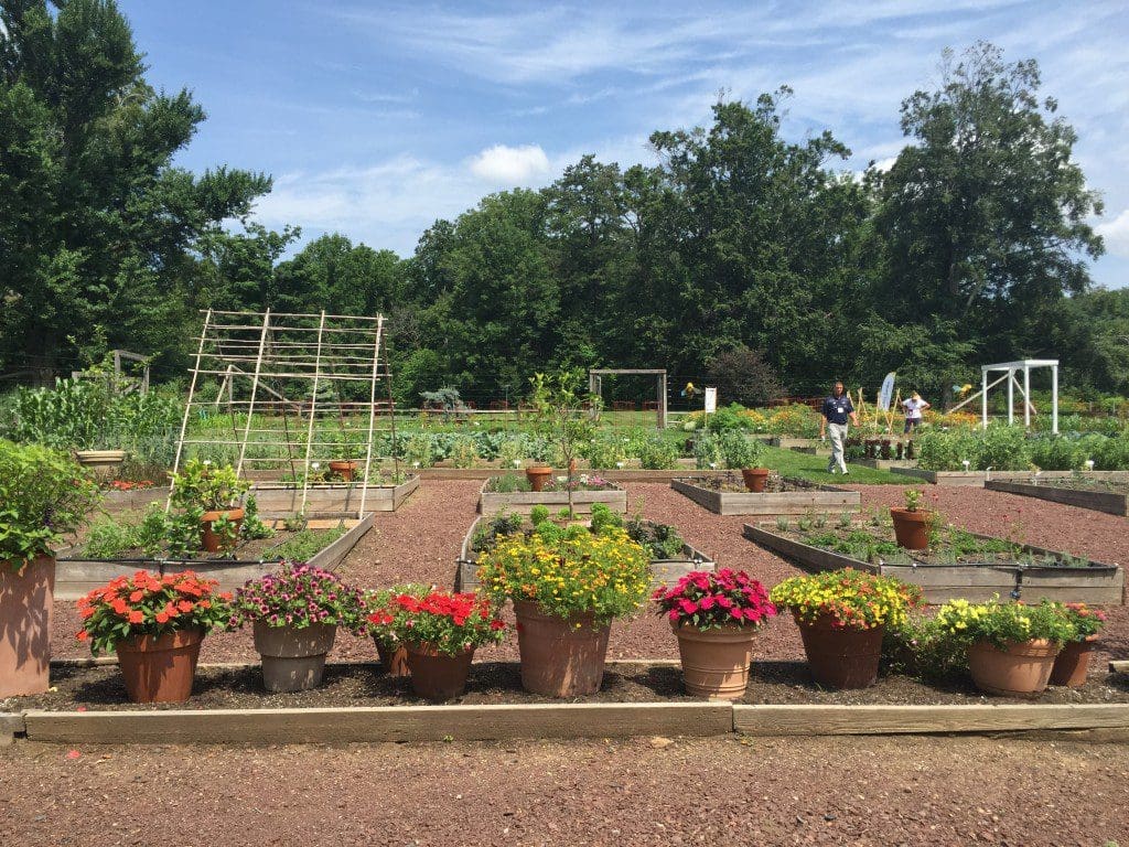 Burped Flowers and Seed MyFixitUpLife Gardening How to battle and remove weeds in your lawn and garden MyFixitUpLife MyFixitUpLife Burped Flowers and Seed MyFixitUpLife Gardening