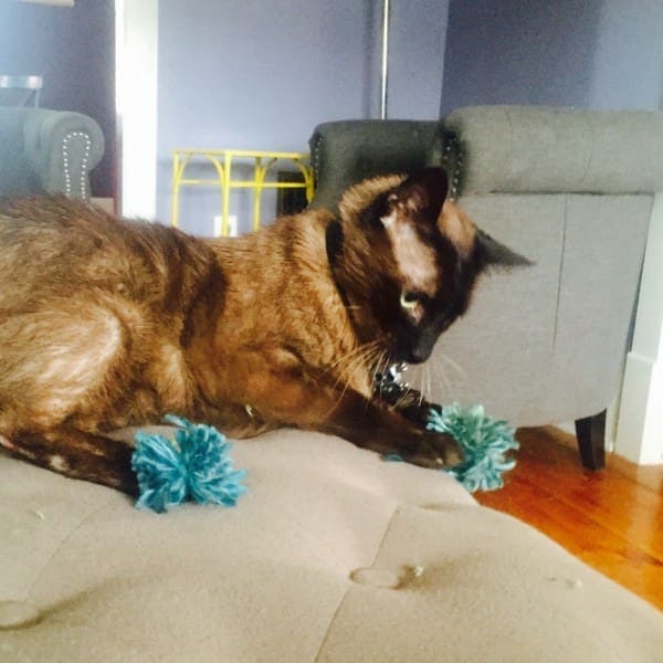 2016 Rowdee MyFixitUpLife yarn wreath How to Reclaim Your Attic Get Rid of House Pests MyFixitUpLife Rowdee cat MyFixitUpLife can help get rid of houses pests