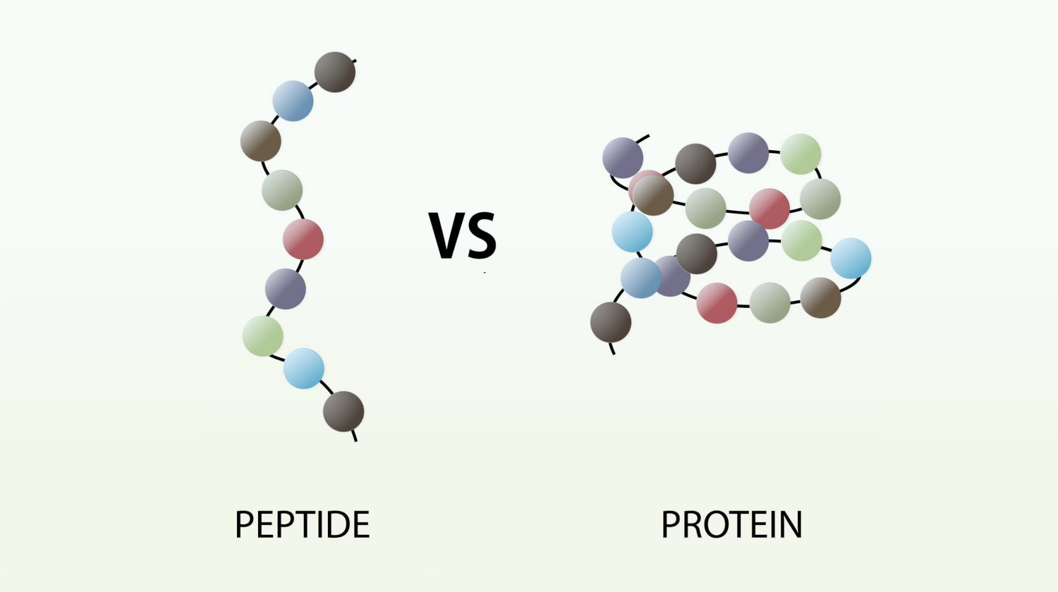 Difference between peptides and polypeptides in biological regulation