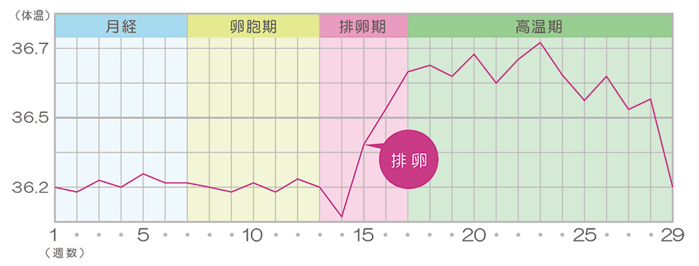 基礎体温表