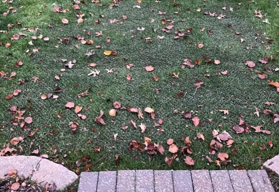 Figure 4 Some Vegetative Growth In Fall - Dec 17, 2020