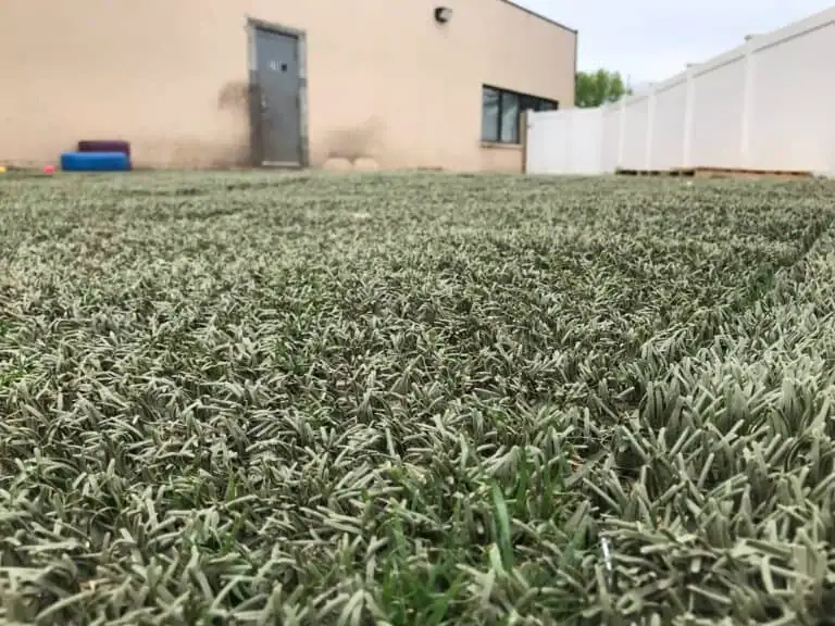 CloseUp_Turf_NoGrowth-768x576