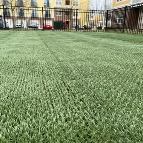 cainine grass