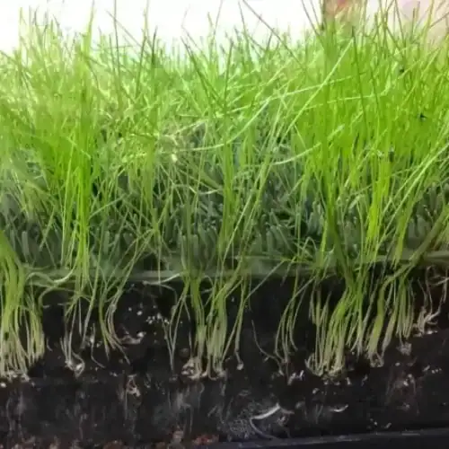 Grass image