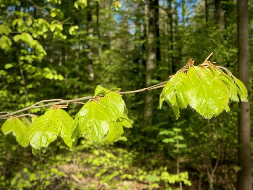 Wald_Frühling