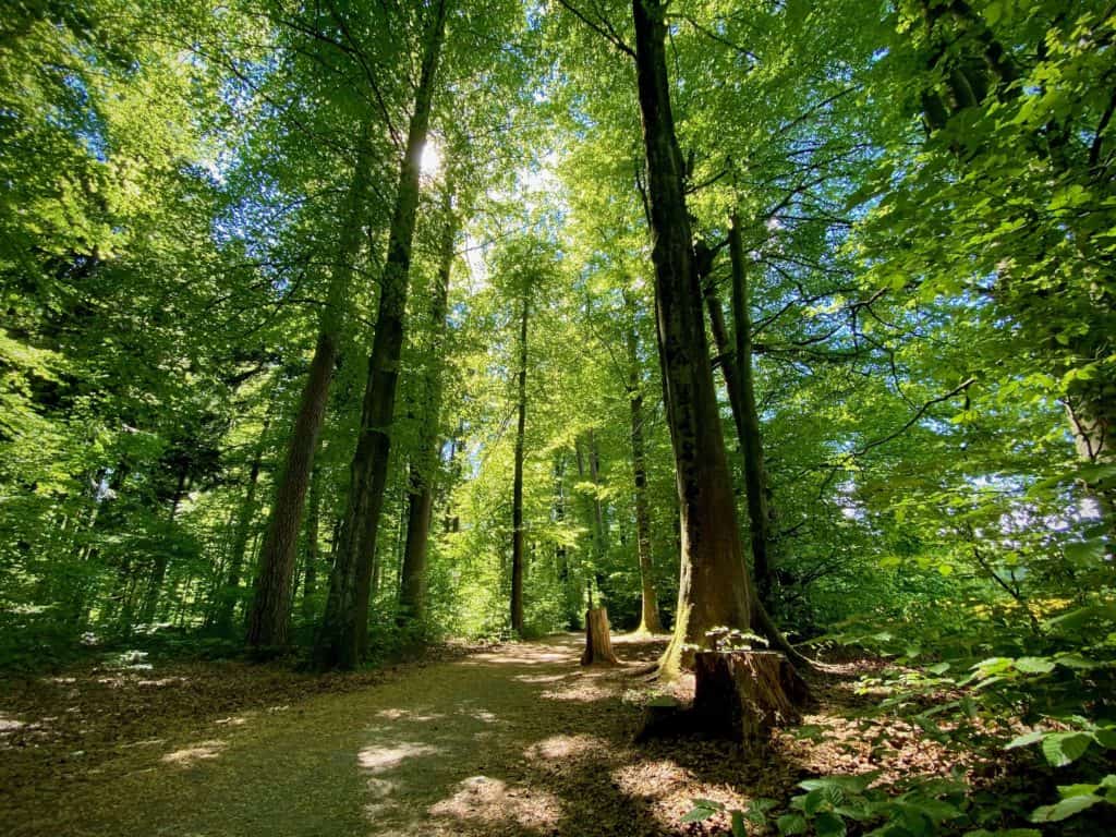 Wald