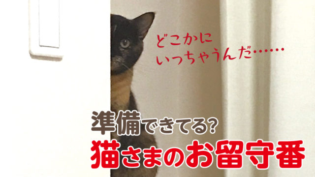 猫 留守番 一泊