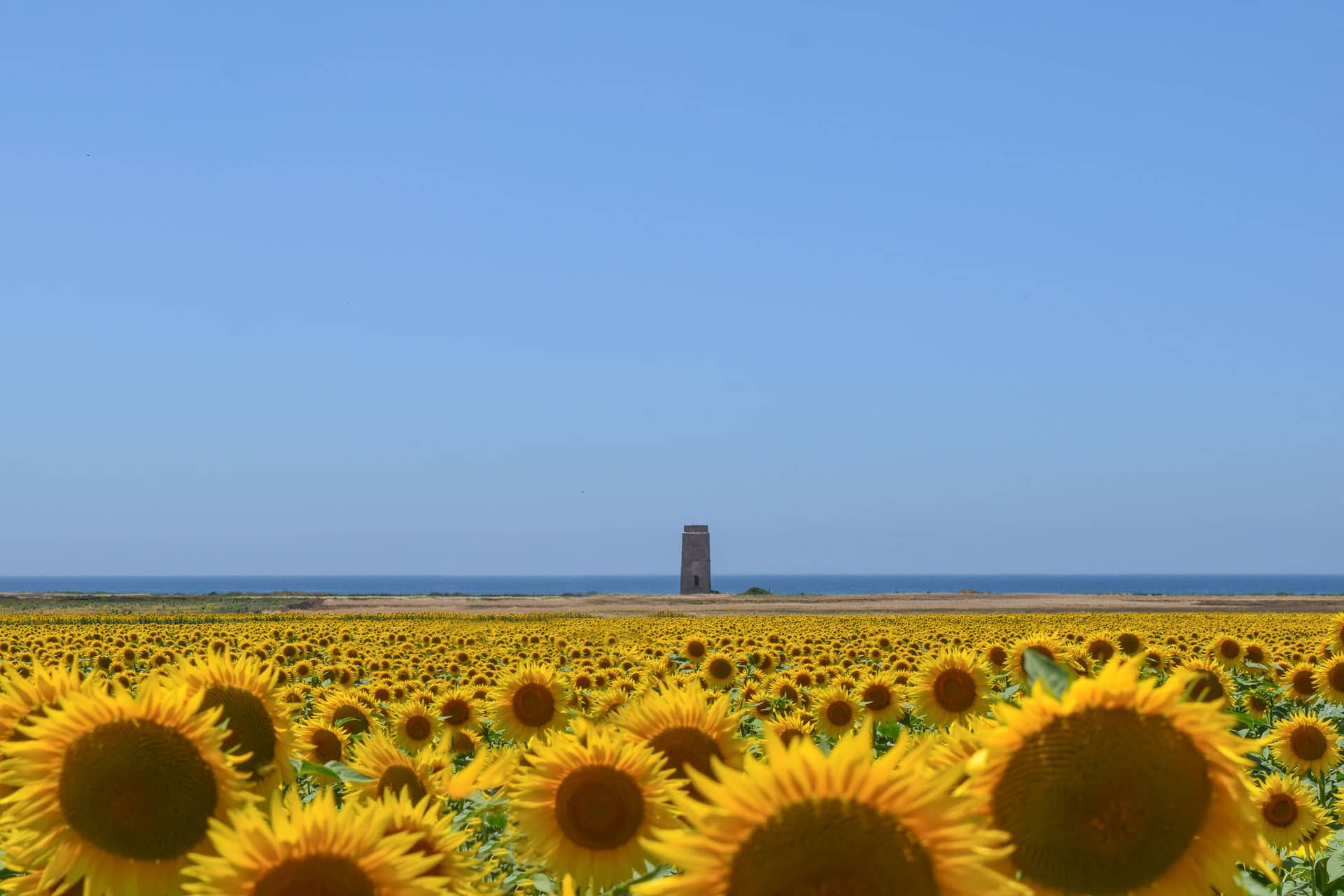 Campo de girasoles El Palmar