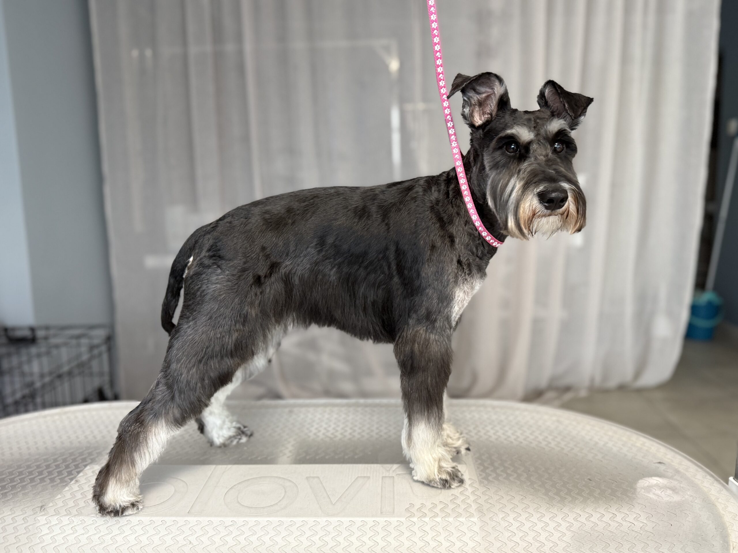 Mia po zabiegach pielęgnacyjnych w salonie Niżły & Wyżły