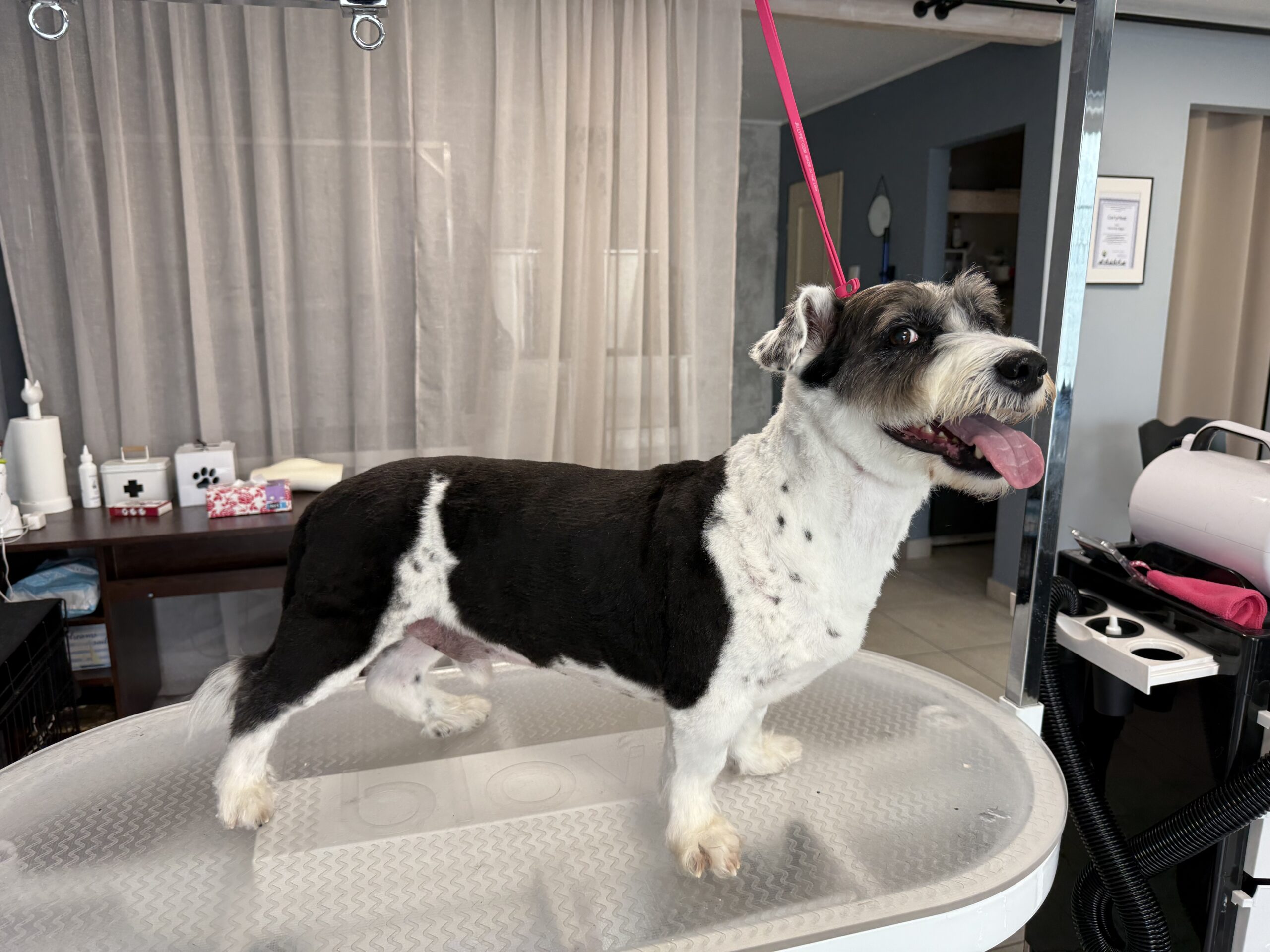 Niżły & Wyżły Groomer Poznań usługa fyzjer psi efekt po z pieskiem Pan Pikuś