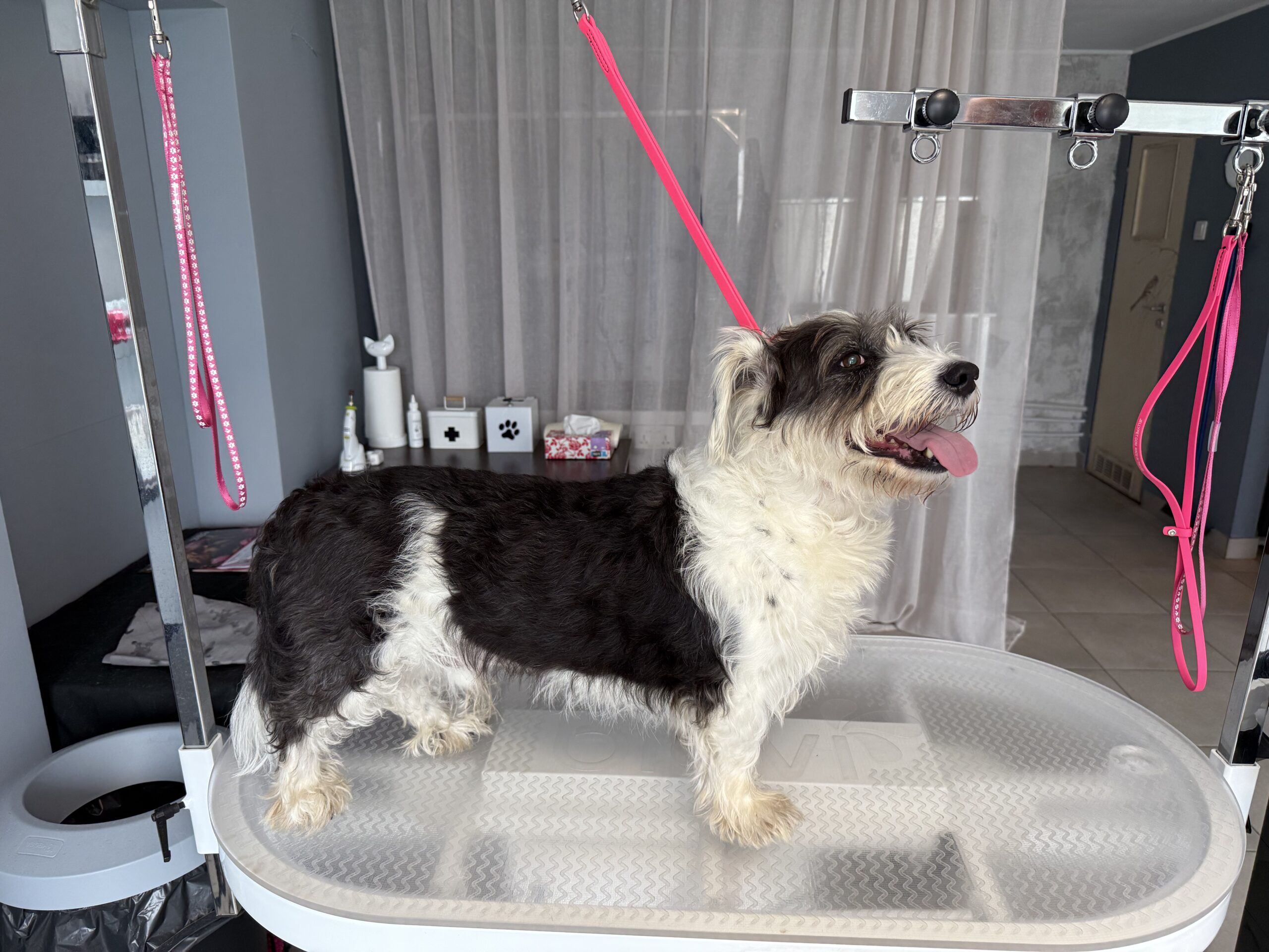 Pan Pikuś przed zabiegami pielęgnacyjnymi w salonie Niżły & Wyżły