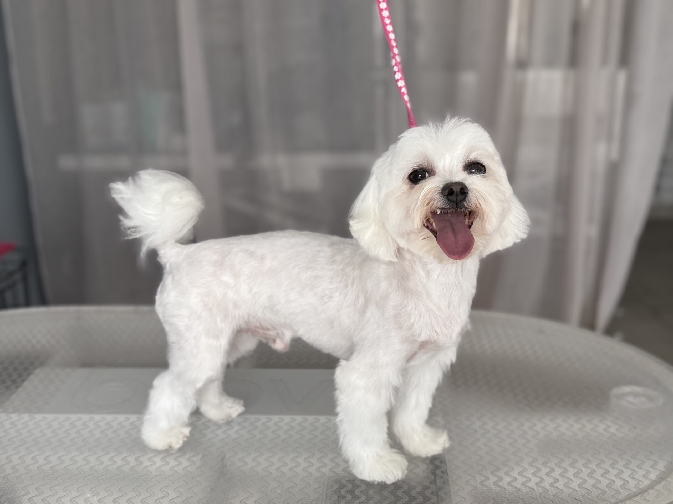 Roxy po zabiegach pielęgnacyjnych w salonie Niżły & Wyżły