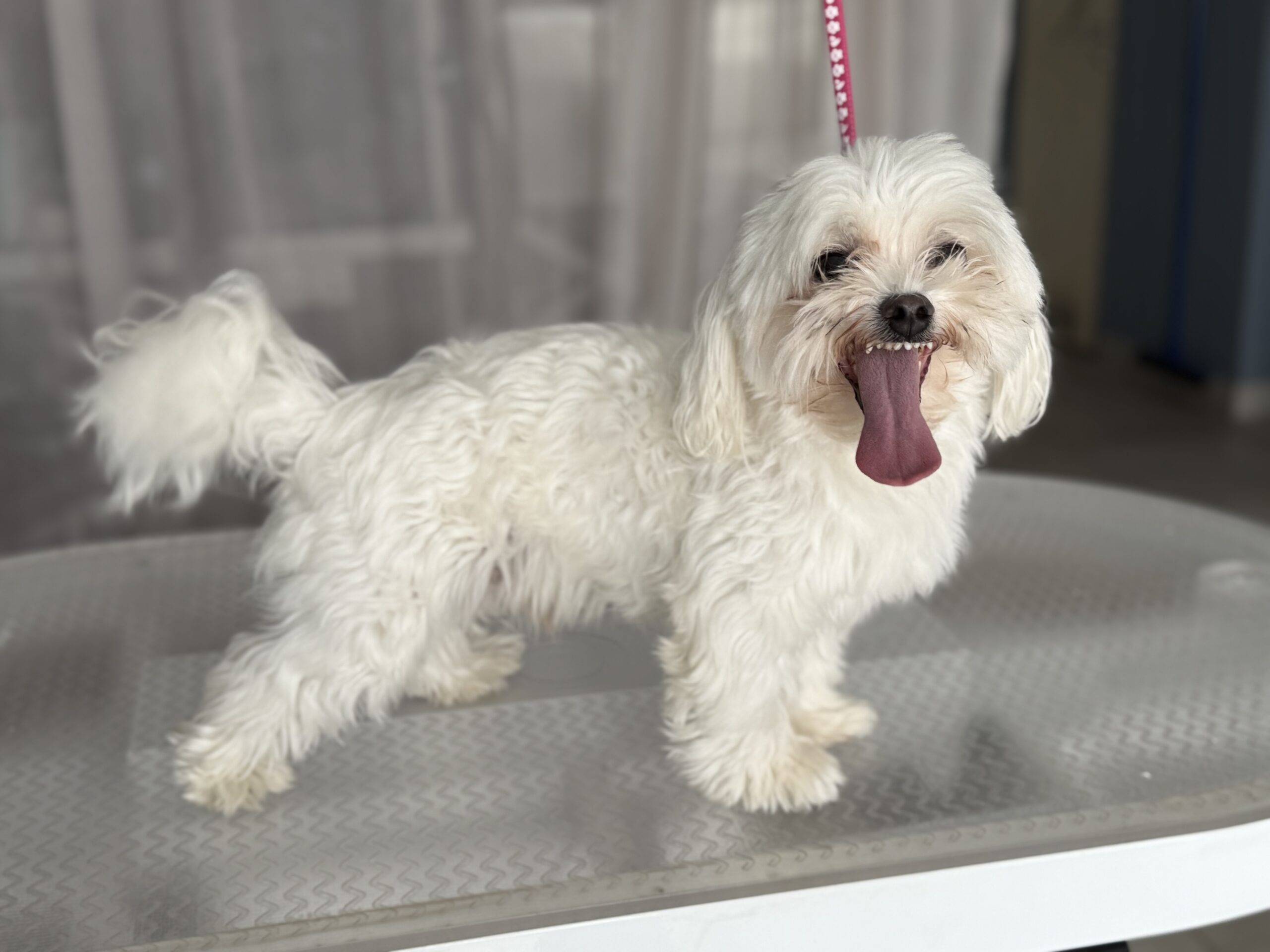 Roxy przed zabiegami pielęgnacyjnymi w salonie Niżły & Wyżły