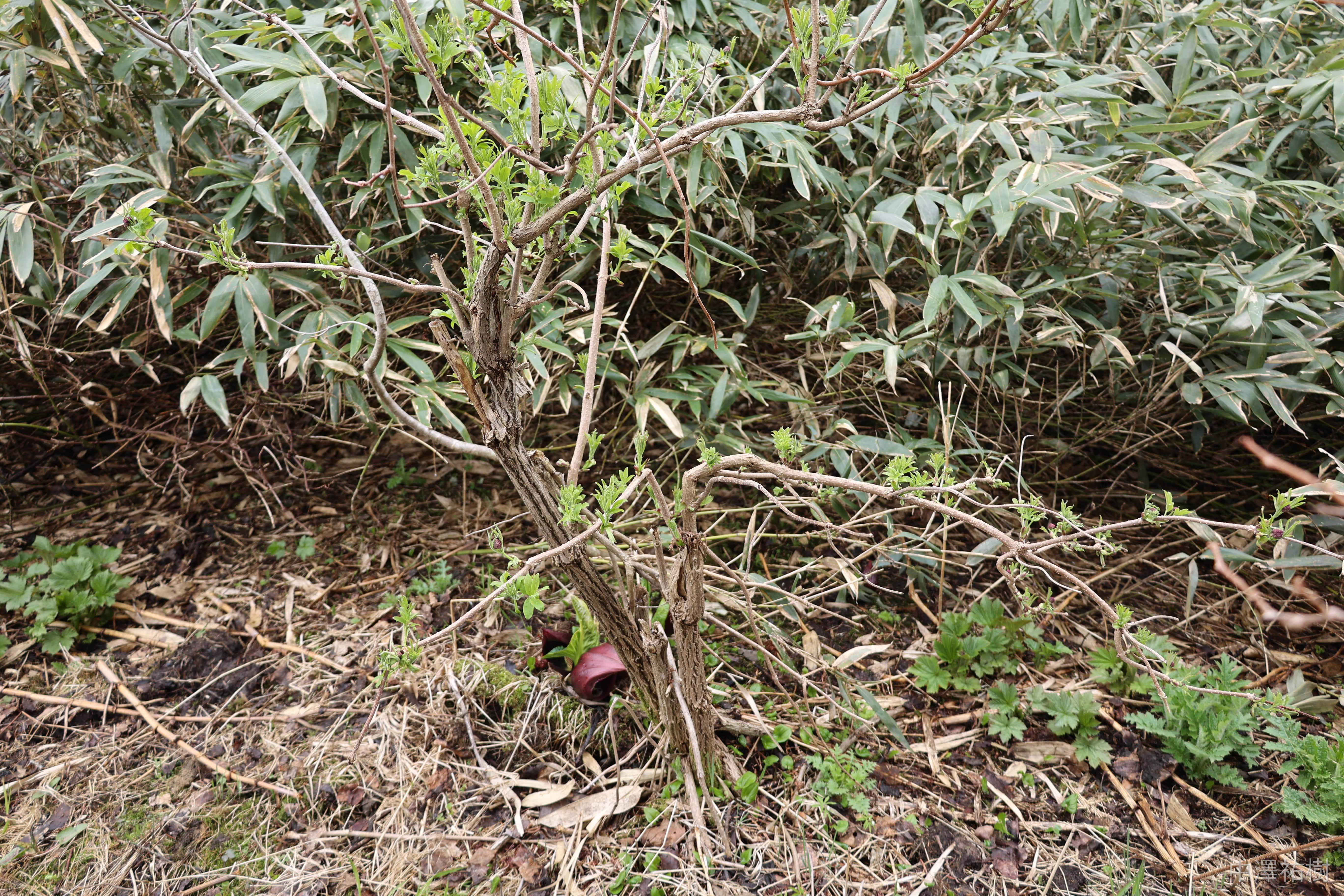 131.枯れ木と雑草の風景