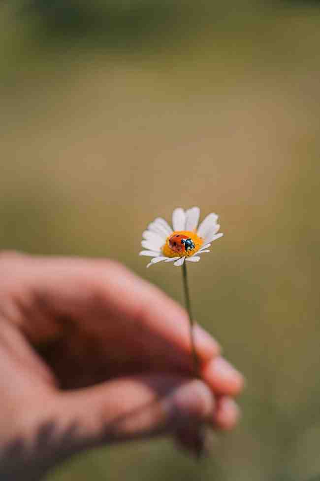 A flower with a beetle