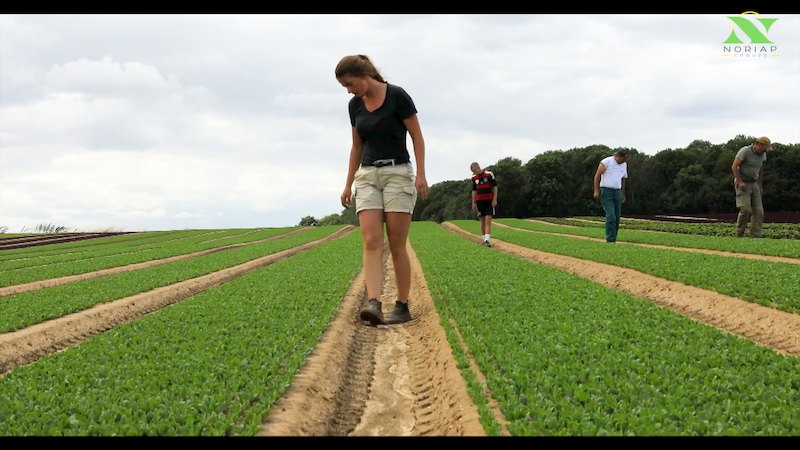 Agriculteurs dans un champ regardant le sol