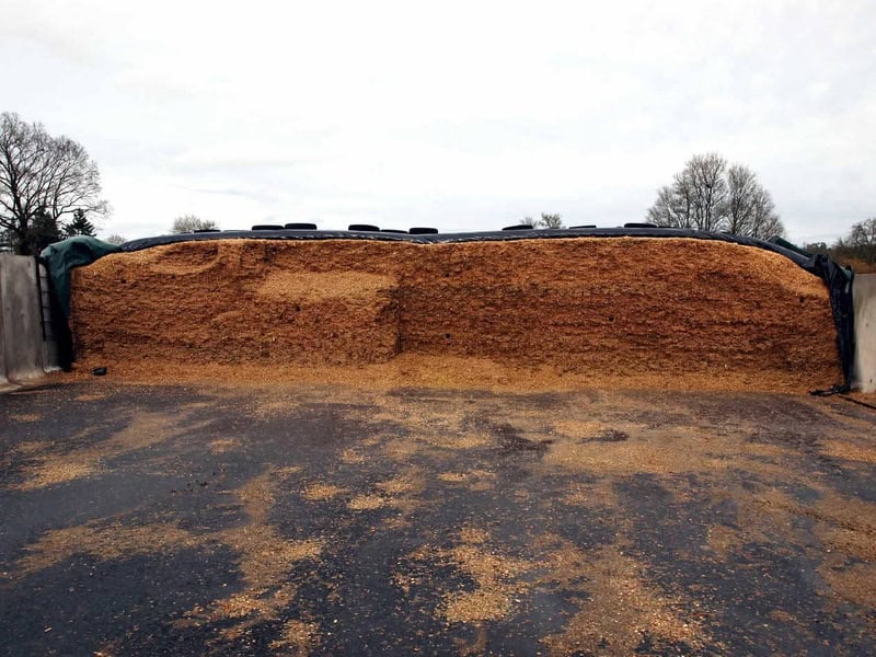 Maïs ensilage 2026 : 3 leviers pour préserver les performances du troupeau laitier