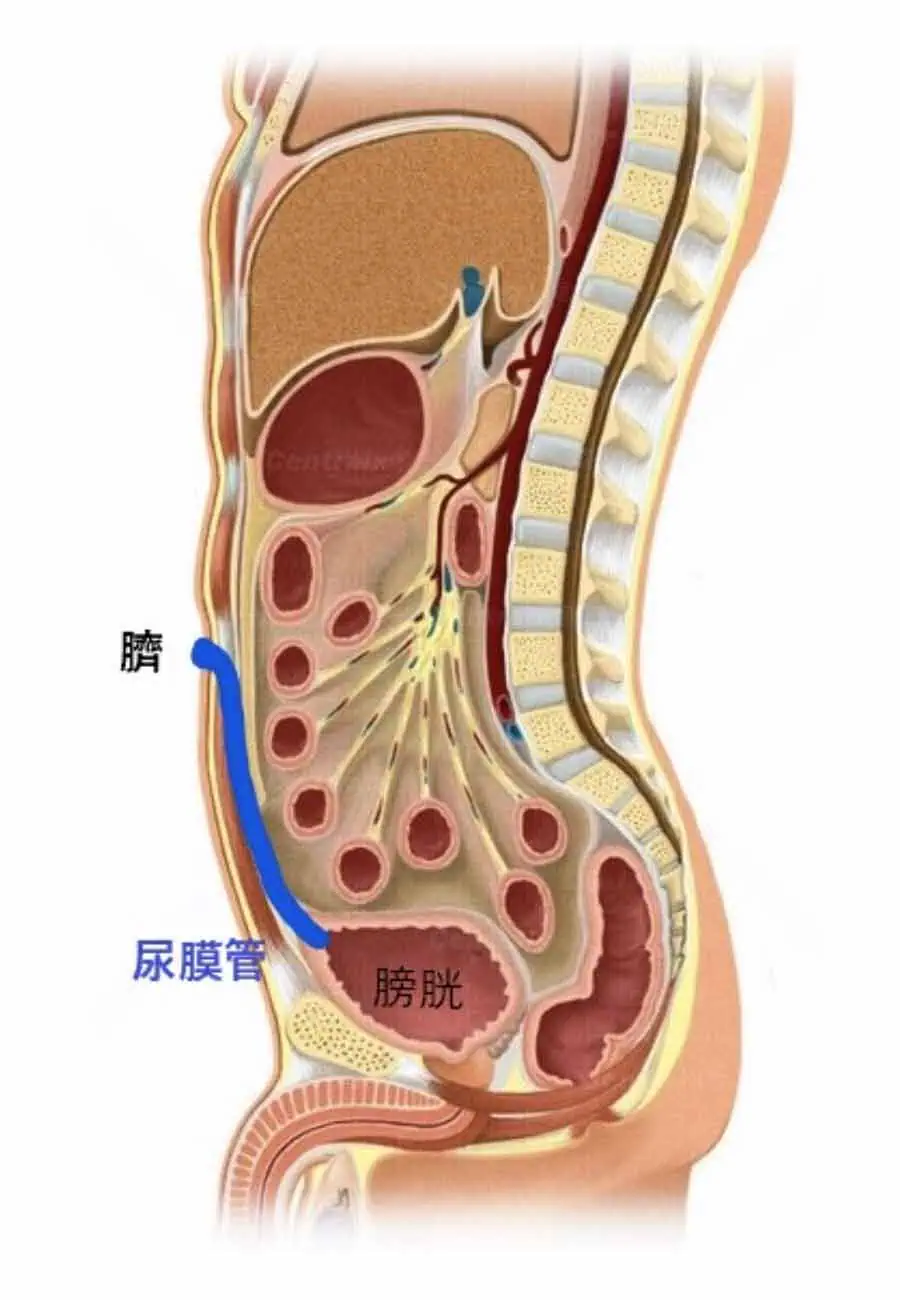 尿膜管の図解説明