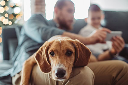 couple on a mobile device with the dog 