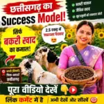  Organic Sunflower Farming 