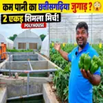 कम पानी में पॉलीहाउस जुगाड़ से शिमला मिर्च की खेती