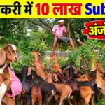 100 बकरियों के साथ कमर्शियल बकरी पालन: NLM योजना