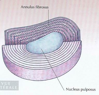 Structure du disque intervertébral