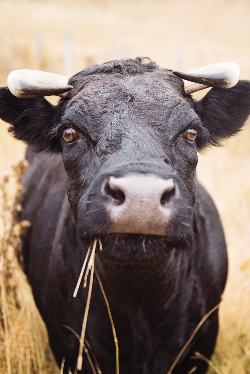 Looking into a cow's face