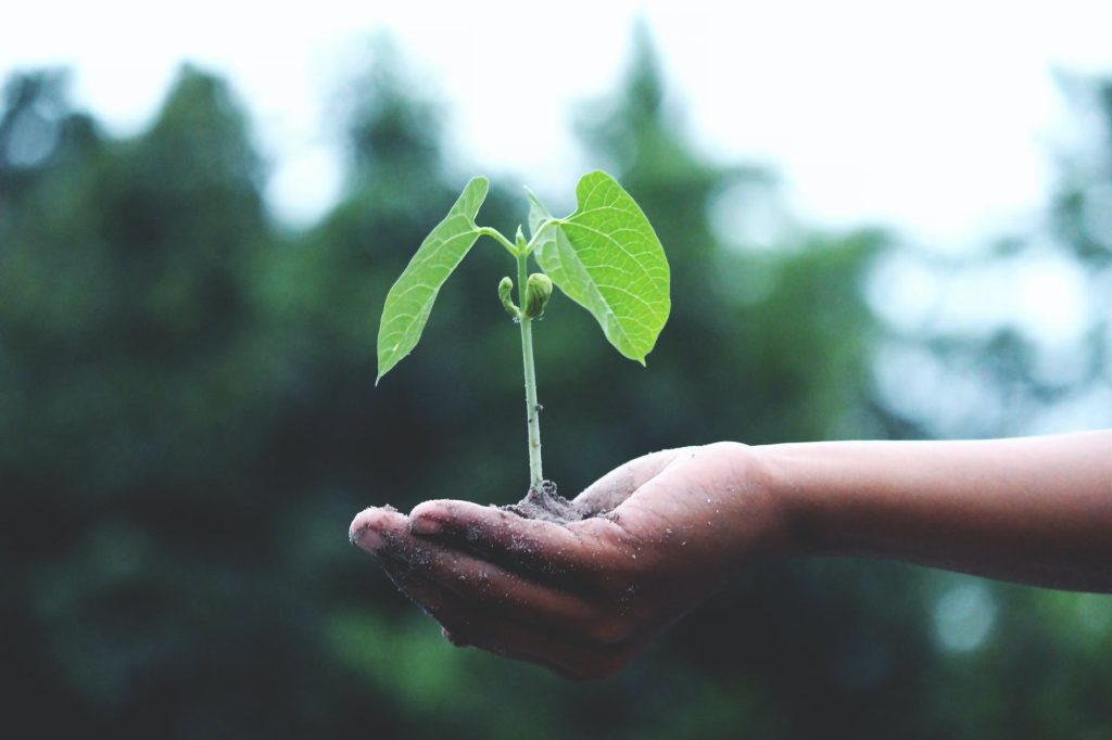 A hand nurturing a new plant