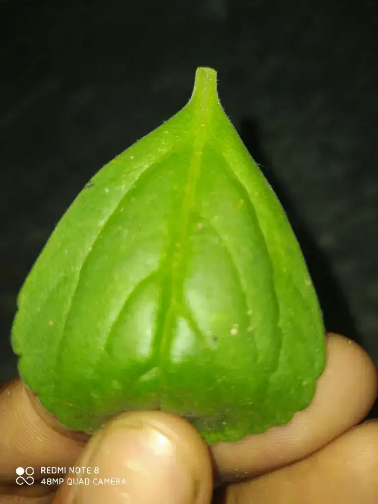 Importancia De La Planta Acetaminofen 1 como es la planta de acetaminofen