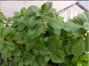 Importancia De La Planta Acetaminofen 2 imagen de la planta de acetaminofen