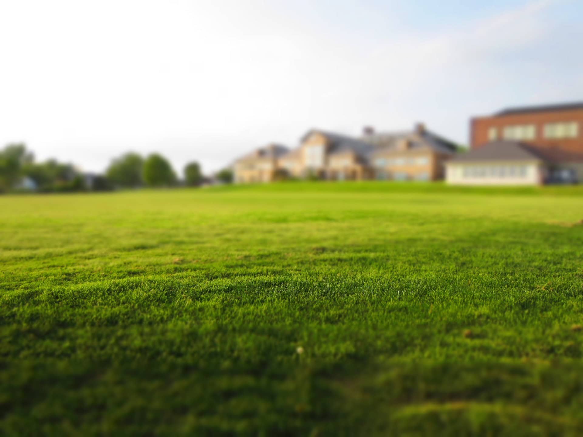 lawn-768316_1920