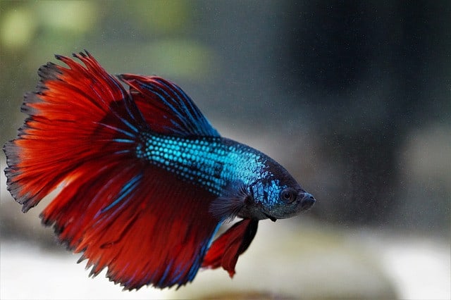 beta, betta, warrior