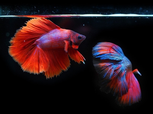 siamese fighting fish, fighting fish, fish