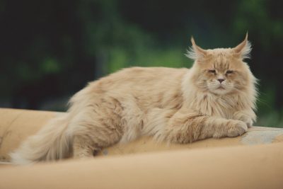 Cat, Light colored Maine Coon Cat 400 x 267