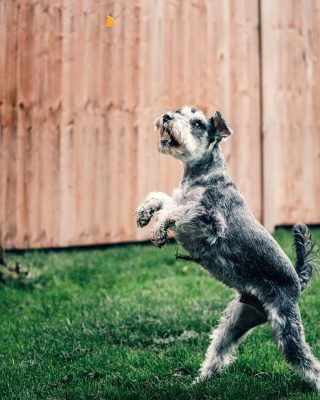 large pic Schnauzer standing on back legs in yard 1040 x 1300