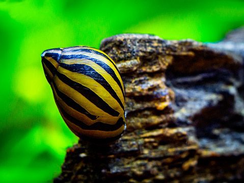 Striped Nerite Snail 479 x 359