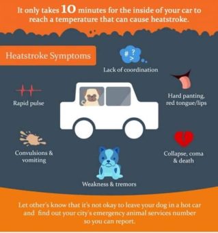 Chart of Heatstroke symptoms for pets  319 x 340