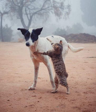 Pet Dog and Cat trying to hug dog 364 x 425