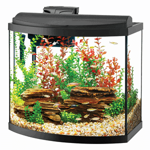 small aquarium with fish and decor 300 x 300