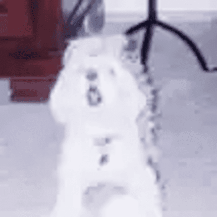 Dog Morgan, my Maltese 430 x 430