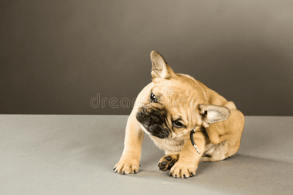 Dog itchy puppy 420 x 280 best POST Flea and Tick