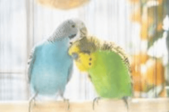 Budgies pale teal/grn Skyli & Noel 340 x 226