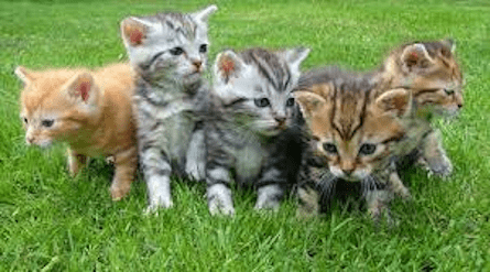 Kittens 445 x 247