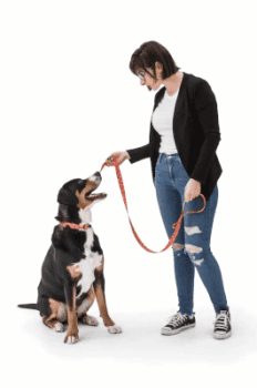 Owner and Rottweiler in Training 265 x 400