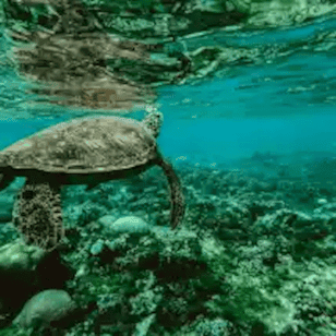 turtle swimming SEA pexels 308x308 min