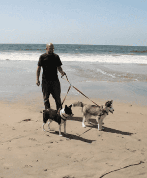 Dogs on double leash at Ocean with Pet Parent 450 x 371