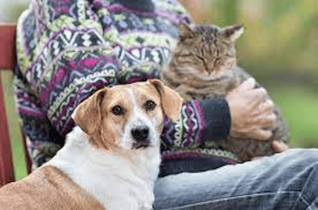 Sr cat and dog with pet parent 450 x 257